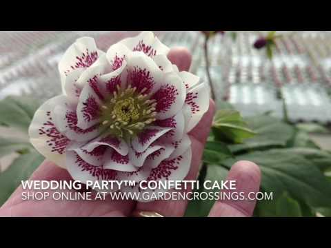 Video: Hellebore Wedding Flowers: Hellebore'u Düğün Buketlerinde Kullanmaya İlişkin İpuçları