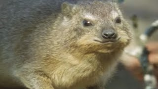 Meet the Endangered Hyrax | Little Brother of the Elephant | BBC Earth