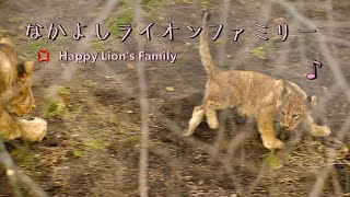 🦁😸なかよしライオンファミリー🐈🐈🐈Cute✨Lion’s Family 💖旭山動物園オリㇳ✨