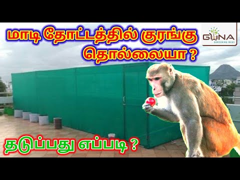 மாடி தோட்டத்தில் குரங்கு தொல்லைக்கு தீர்வு. How to protect the terrace garden from monkeys.