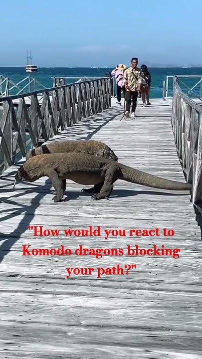 "Facing Danger: Komodo Dragons Block Tourist Group" - YouTube