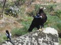 Águila imperial ibérica  en Sierra Morena, espectacular picado y posado.