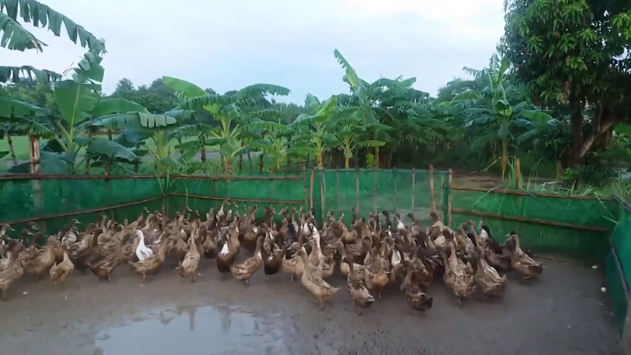 เป็ดไข่ เก็บไข่เป็ด 800 ตัว