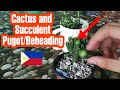 PUGOT/BEHEADING Cactus and Succulent | Tutorial | Propagation