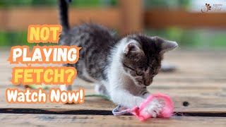 Cat Plays Fetch | How to Train a Cat to Play Fetch by Keeping Pet 258 views 11 months ago 3 minutes, 33 seconds