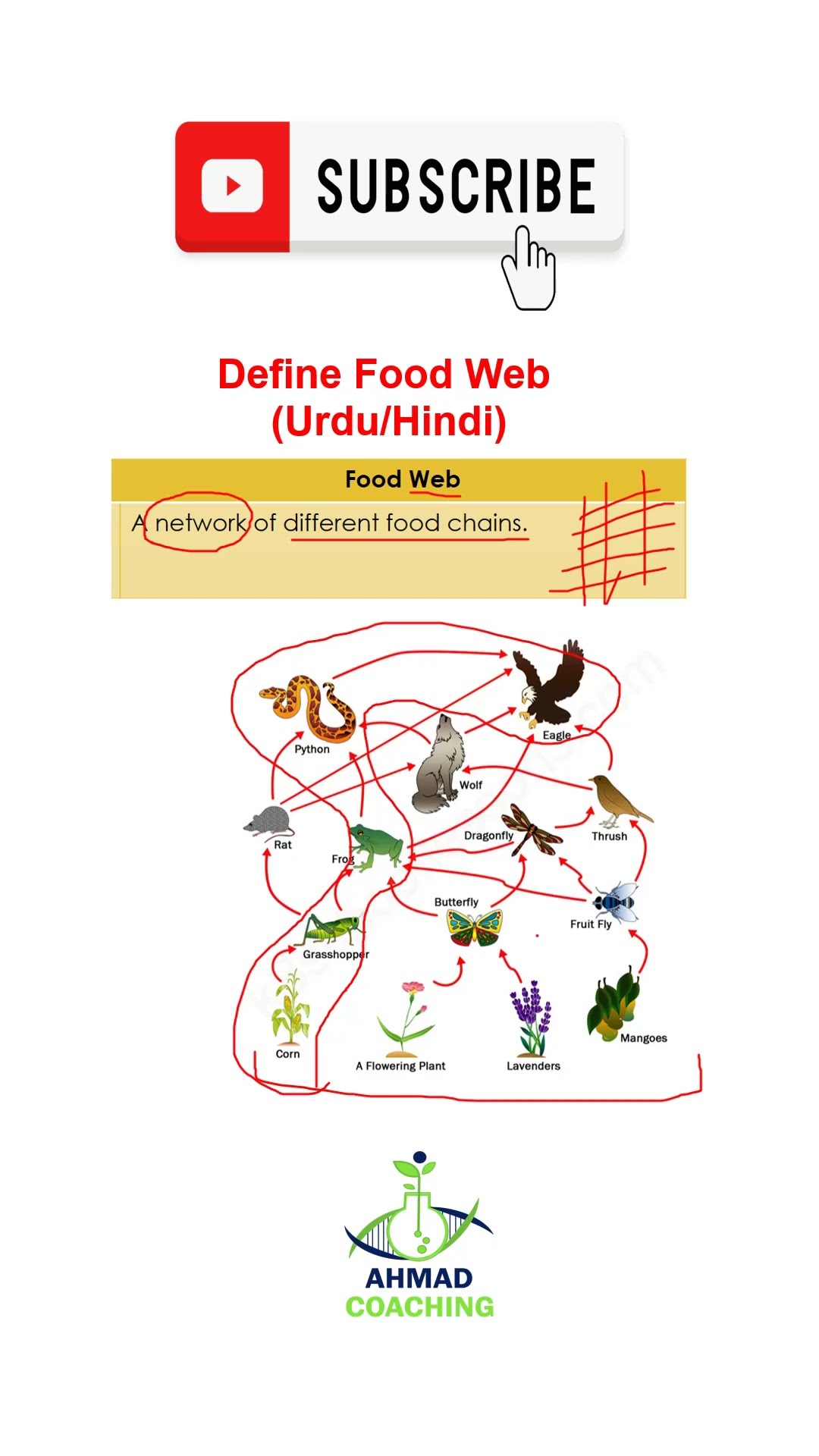 Define Food Web In Urdu Hindi Ecology YouTube Define Food Web In Urdu Hindi Ecology YouTube