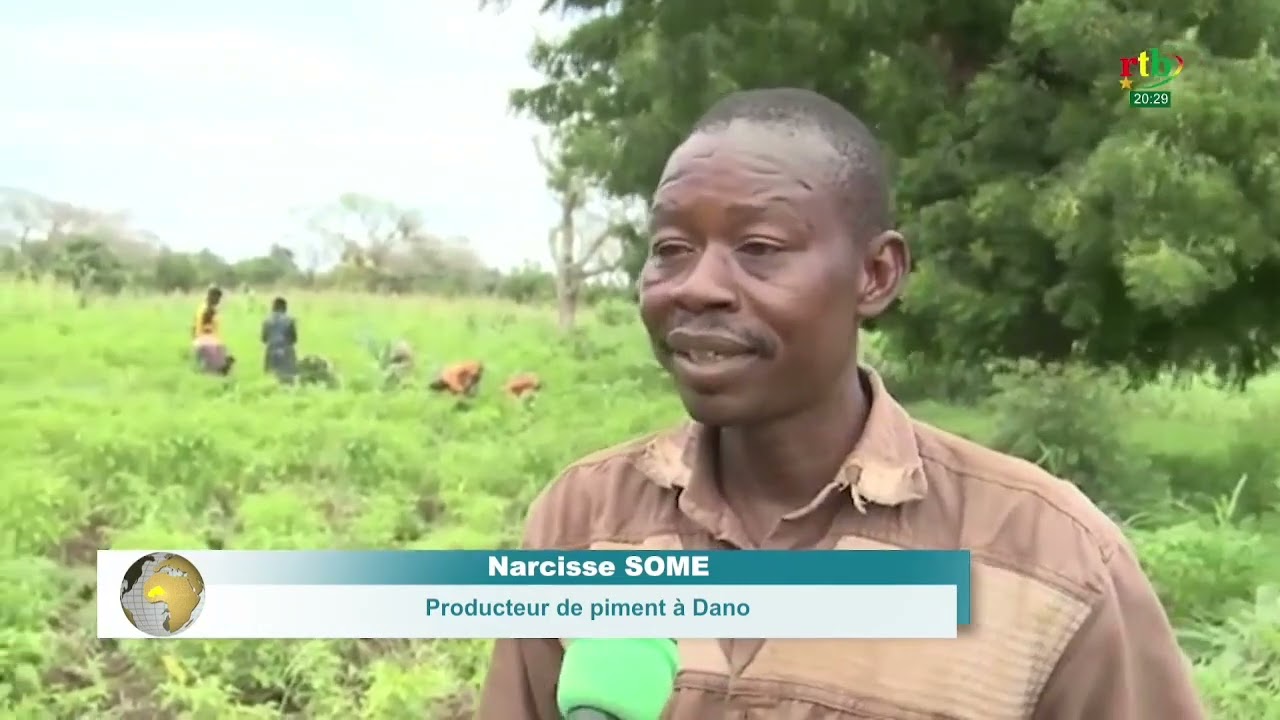 Production du piment: une filière porteuse