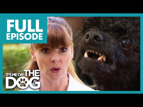 Agressive Toy Poodle Hates Men | Full Episode USA