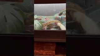 Karen (Ball Python) striking in slow motion Wealth