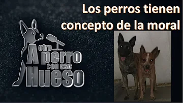 ¿Tienen conciencia los perros?