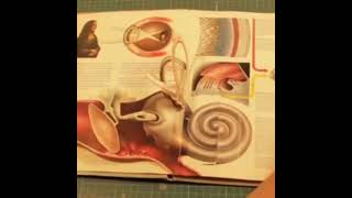 anatomi kitabı 😇🌼