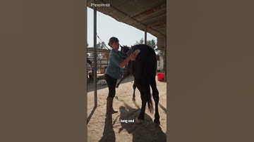 The Silent Threat Above Us: How Bats Spark Human Epidemics. #Bats #HendraVirus #NipahVirus #doctor