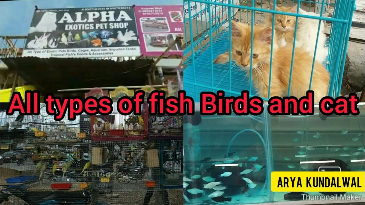 Alpha exotics pet shop new shop in aurangabad visiting video YouTube