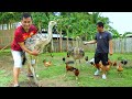 What Happened to GINO? (My Male OSTRICH) Collecting eggs of DW chickens & Feeding all farm animals!