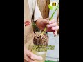 Simple and useful techniques for growing high yielding | A secret to fast rooting for cuttings plant
