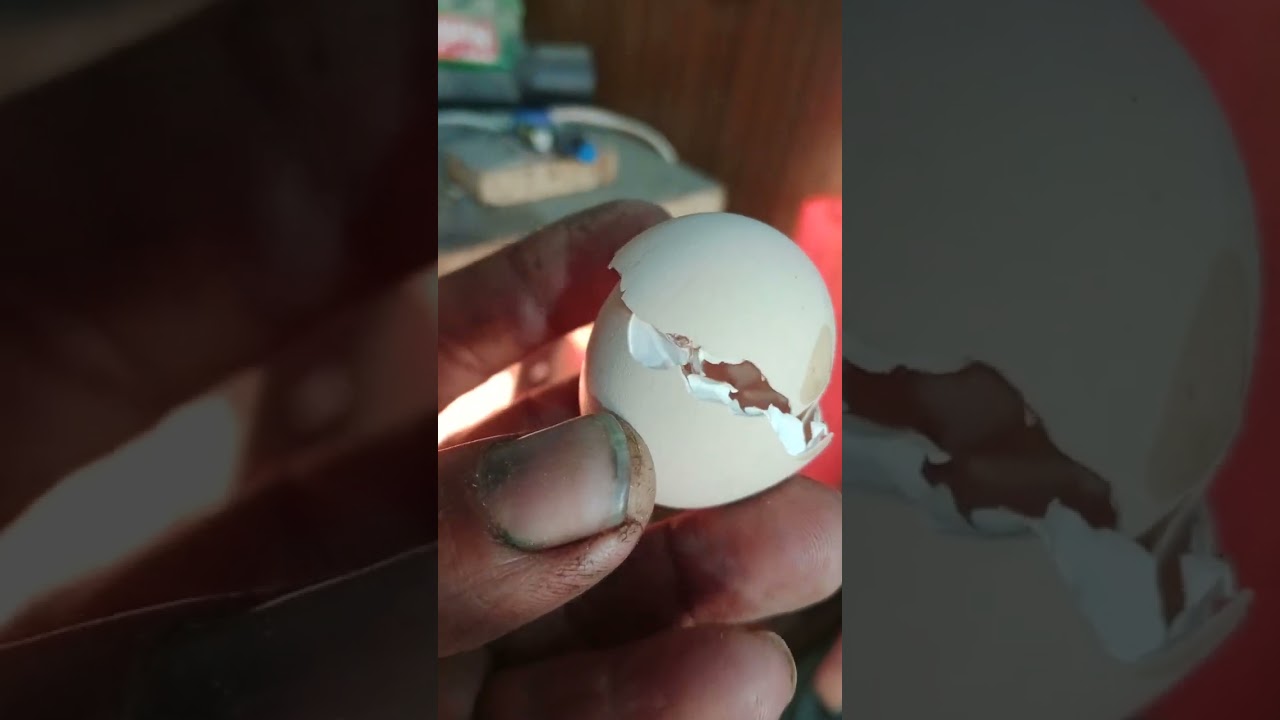 Stuck baby chicken hatching