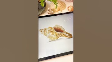 Drawing a Seashell with Watercolor Studio for #procreate #procreateart #digitalillustration #drawing