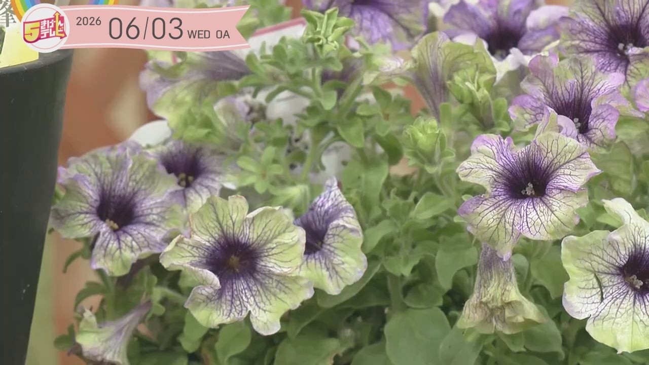 花てん Tough Flowers to Brighten Up Your Summer Garden | Gardening Club