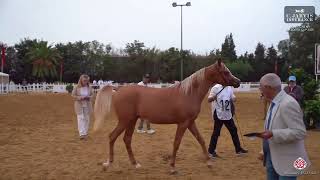 N 127 SAFIR SAIS   Moroccan AH Breeders' Cup 2025   Yearling Colts   Section B Class 6B