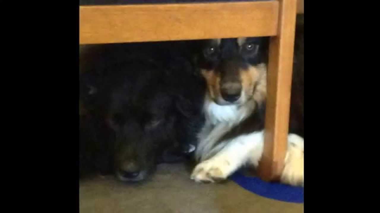 The most photogenic puppy in the world