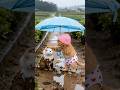 The orange tabby cat found a little white cat on the street.#cat #cute #love #shorts #family