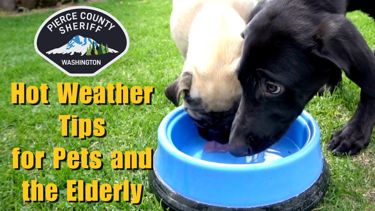 Hot Weather Tips for Pets and the Elderly - YouTube