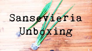 Sansevieria Unboxing | Plant Haul | Onine Plant Shopping | Bob Smoley&#39;s Garden World