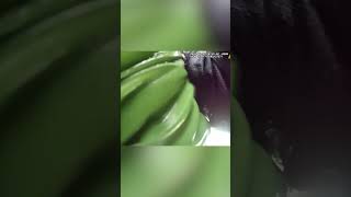 Chaotic arrest of repeat drug offender in Colorado #shorts