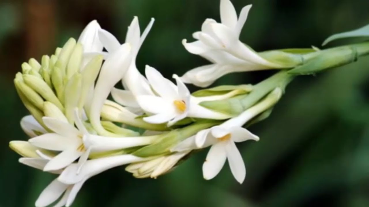 The Tuberose's Cage