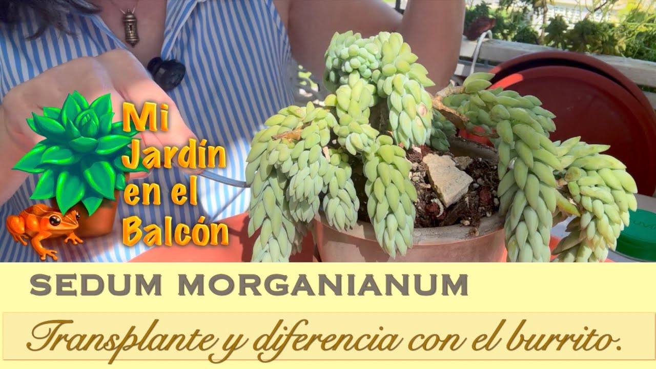 Sedum MORGANIANUM Y BURRITO