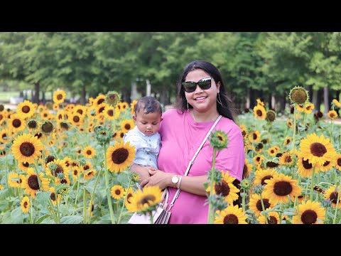 SUNFLOWER PICKING at Hill Ridge Farms, Youngsville, NC || PICK YOUR OWN SUNFLOWERS DAYS 🌻