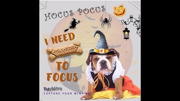 FREE Spooky Dog Social Post Animation | Easy Halloween PowerPoint Download