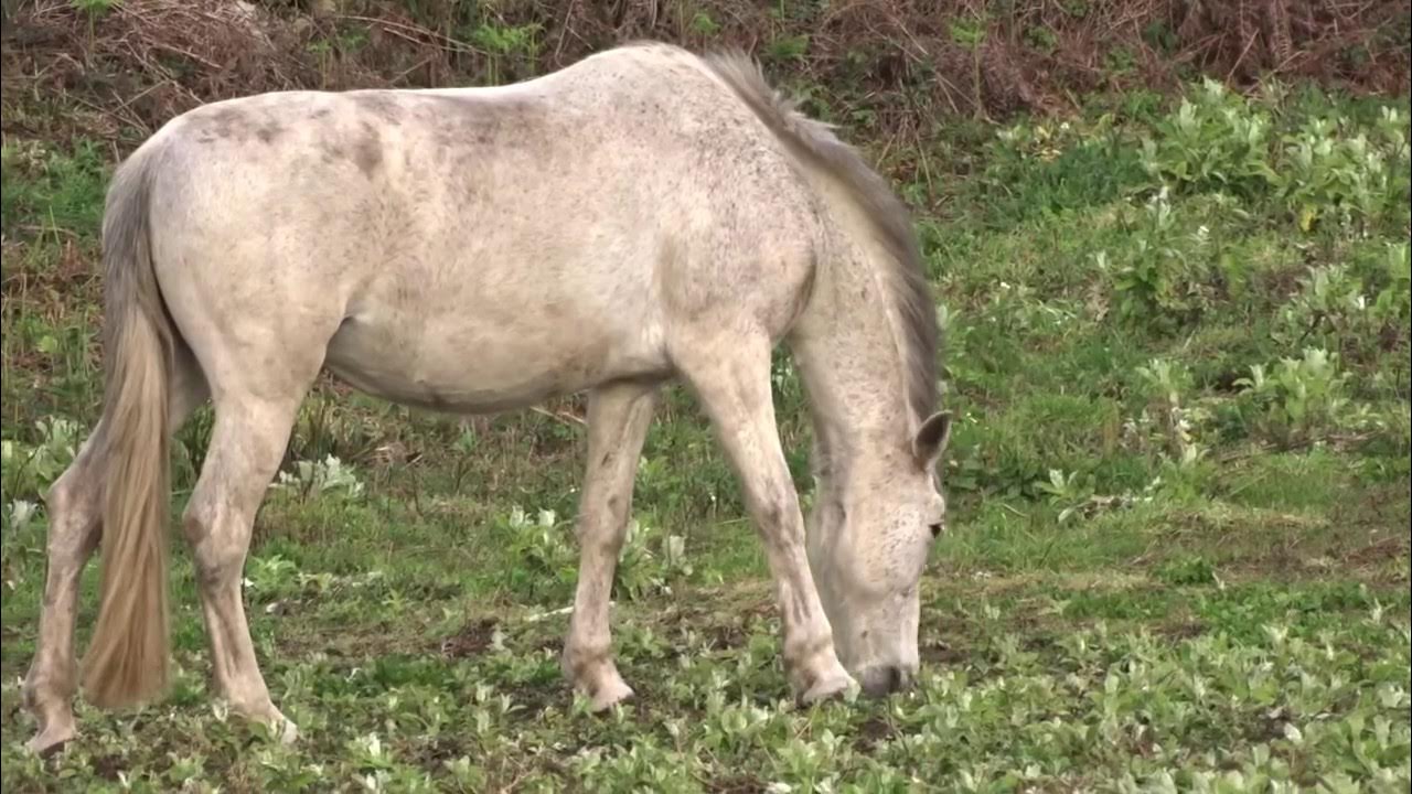 Manada de Cavalos Pantaneiros em uma Fazenda do Pantanal 