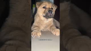 Just a simple cut here… Even Shoubiao listens to silence 🙂 #Littlepuppiesarereallycute #Whowouldrefu