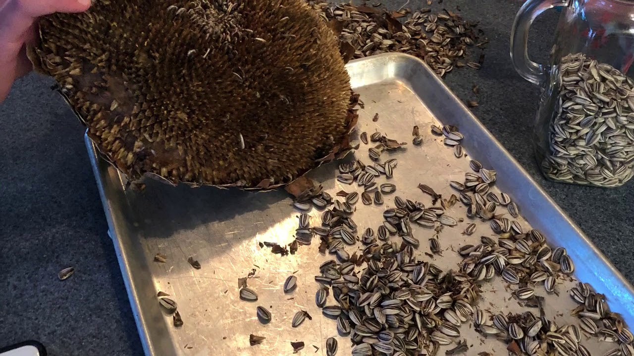 Homemade Sunflower Seeds YouTube