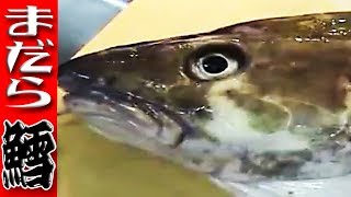 真鱈 まだら のさばき方 Pacific Cod 三枚おろし Youtube