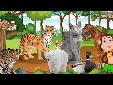 Happy animal moment: Antelope,lion , boar, leopard, rhinoceros, squirrel, giraffe - Animals sound