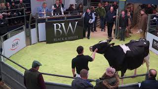 Black & White  Sale. Elite Holstein dairy cattle.Lot 1- iCow Hedwig (VG88) Black And White Dairy Cattle