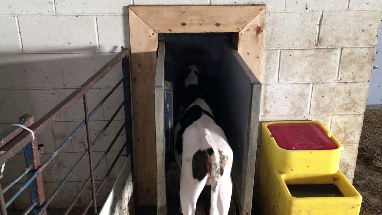 Automatic Calf Feeder Youtube