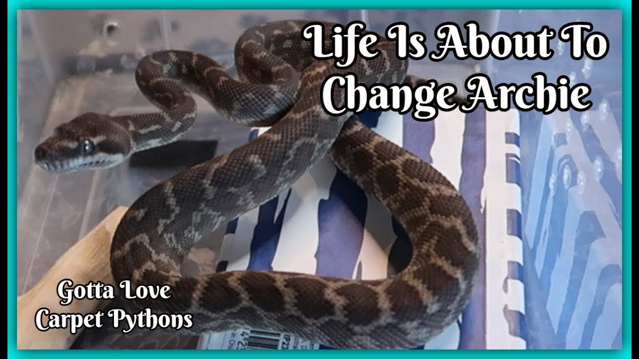 Update Finally A Little Time For Me And Rough Scale Python Archie