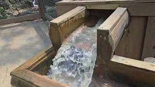 Silver Dollar City Gold Mining Flow