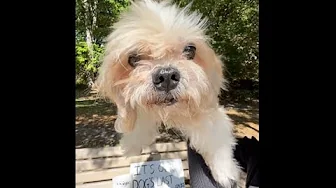 SAYING GOODBYE: People greet dog on his final day