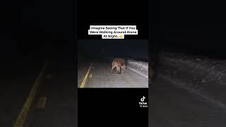 Biggest Animals Caught On Camera