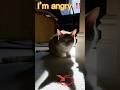 😹 I forgot to leave cat food for my kitten when I went to work, and it's very angry.😽#kitten #cat