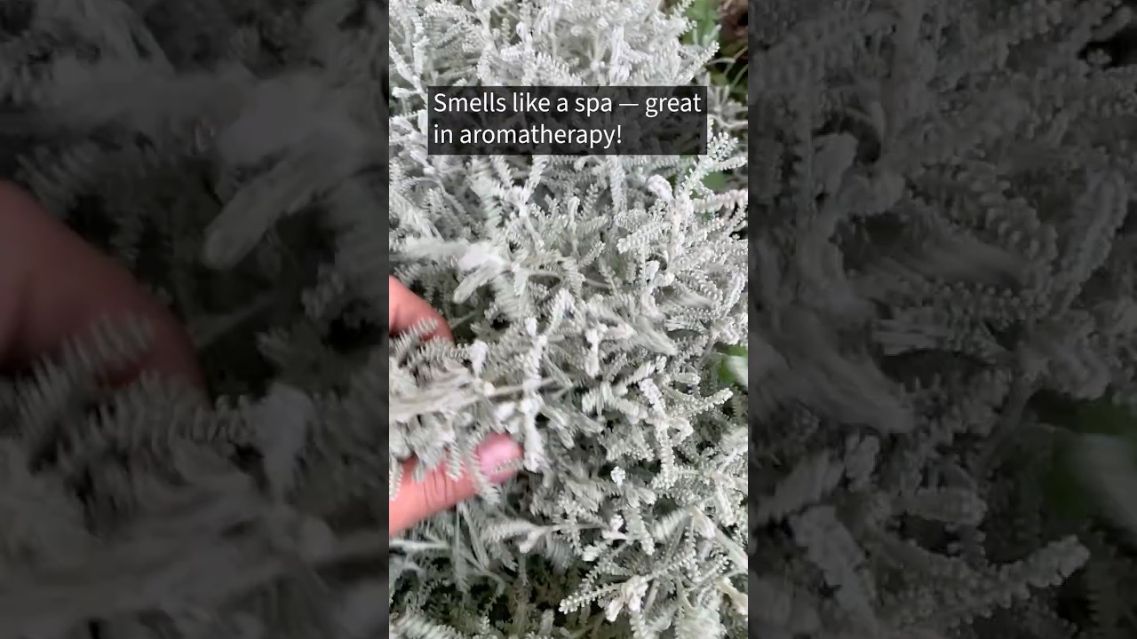 Did You Know Cotton Lavender Can Do This? 