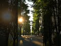 Beautiful Green City Street in Morning Sunlight 🌳 Green ASMR #shorts #nature