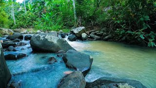 Tropical River Flow with Birdsong Echo, Forest Nature Sounds