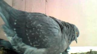 🐦 Голуби на балконе видео Голуби !