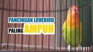 pancingan LB Ngekek panjang , memancing Lovebird gacor