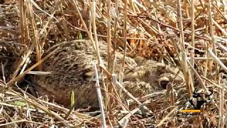 Liebre pequeña encamada / small hare bedded
